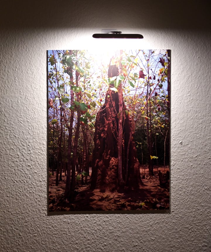 photo anthill